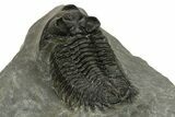 Coltraneia Trilobite Fossil - Huge Faceted Eyes #225326-4